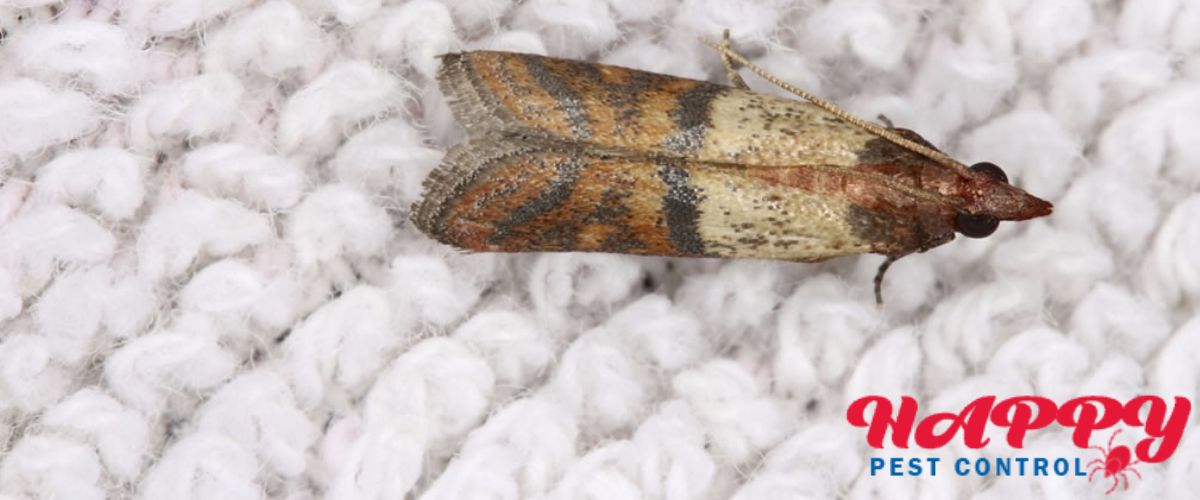 Moth Removal Service