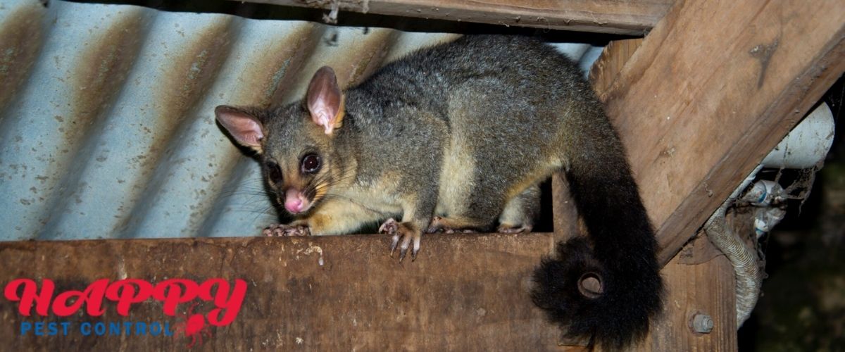 Possum Removal Services Australia