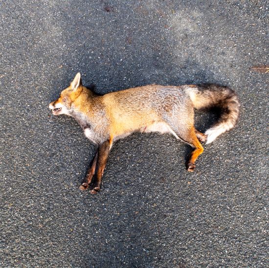 Dead Animal Removal