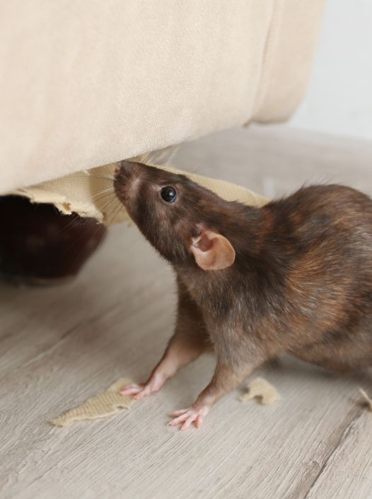 Rodent Control